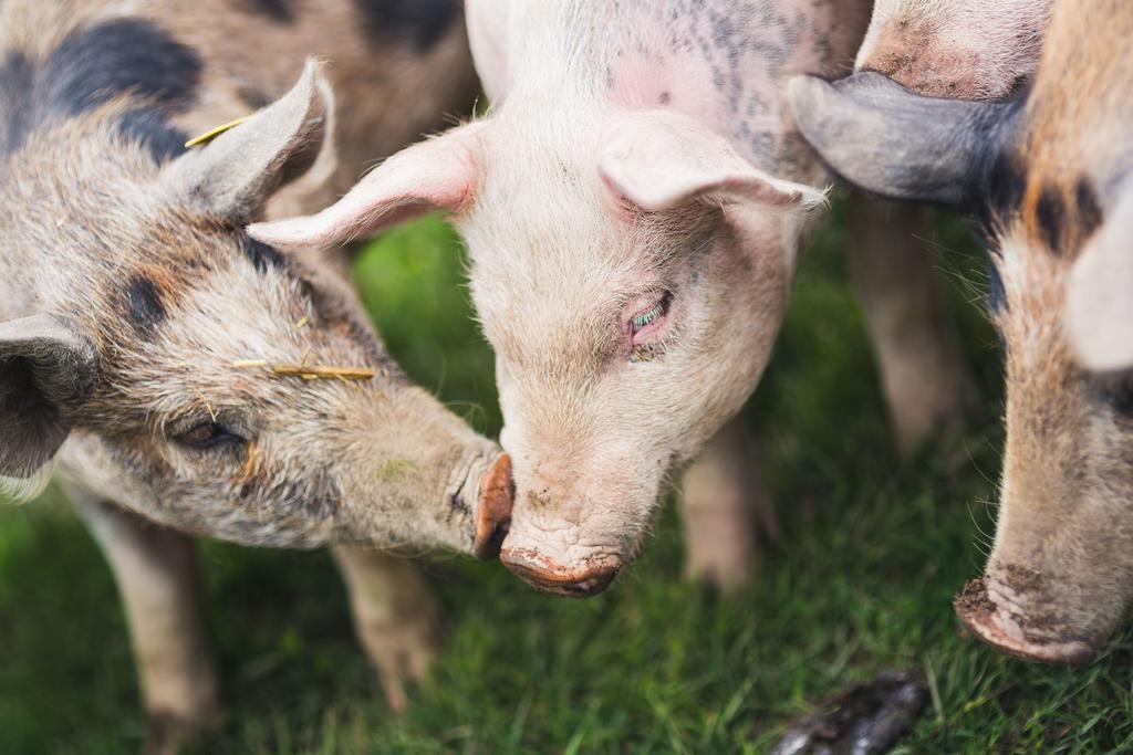 Hogbo Brukshotell サンドビーケン エクステリア 写真